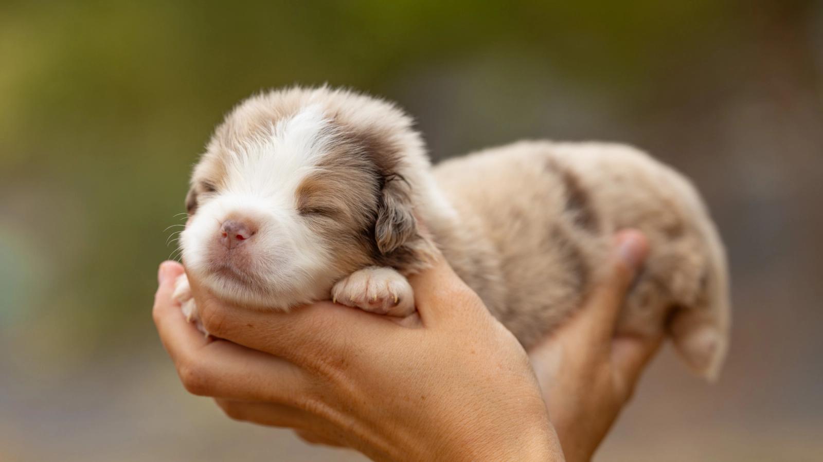 Bronx, chiot Berger Américain Miniature mâle miniature au pelage rouge merle