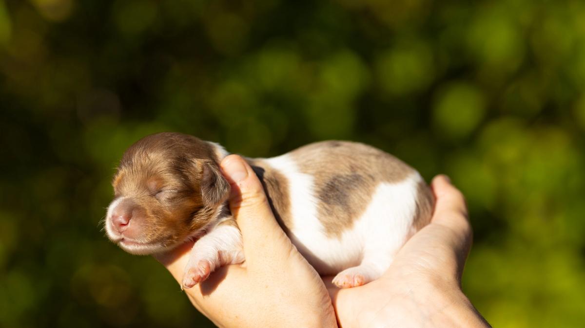 Bianca, chiot femelle miniature au pelage pieblald arlequin