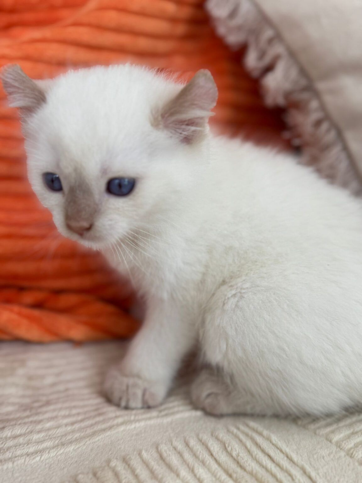 Biscotte, mâle Highland Lynx - 2 Mutations : Poly, oreille curl