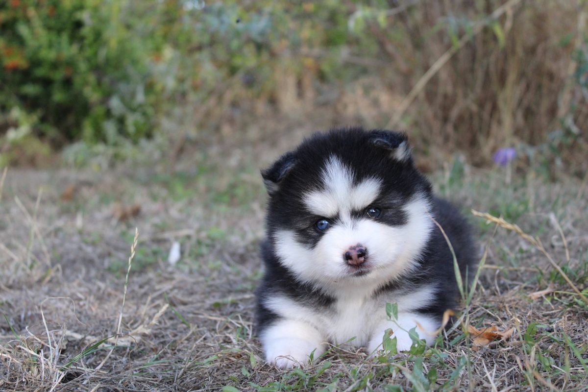 Belle, chiot femelle au pelage noir et blanc