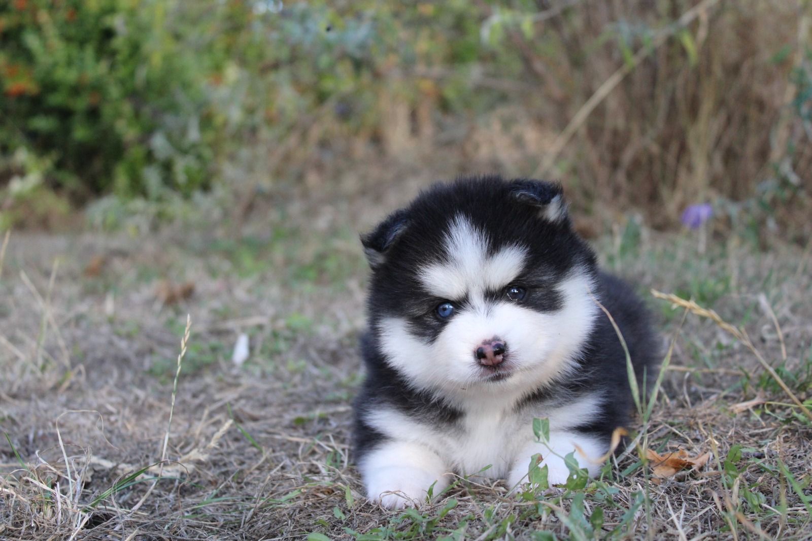 Belle, chiot femelle au pelage noir et blanc