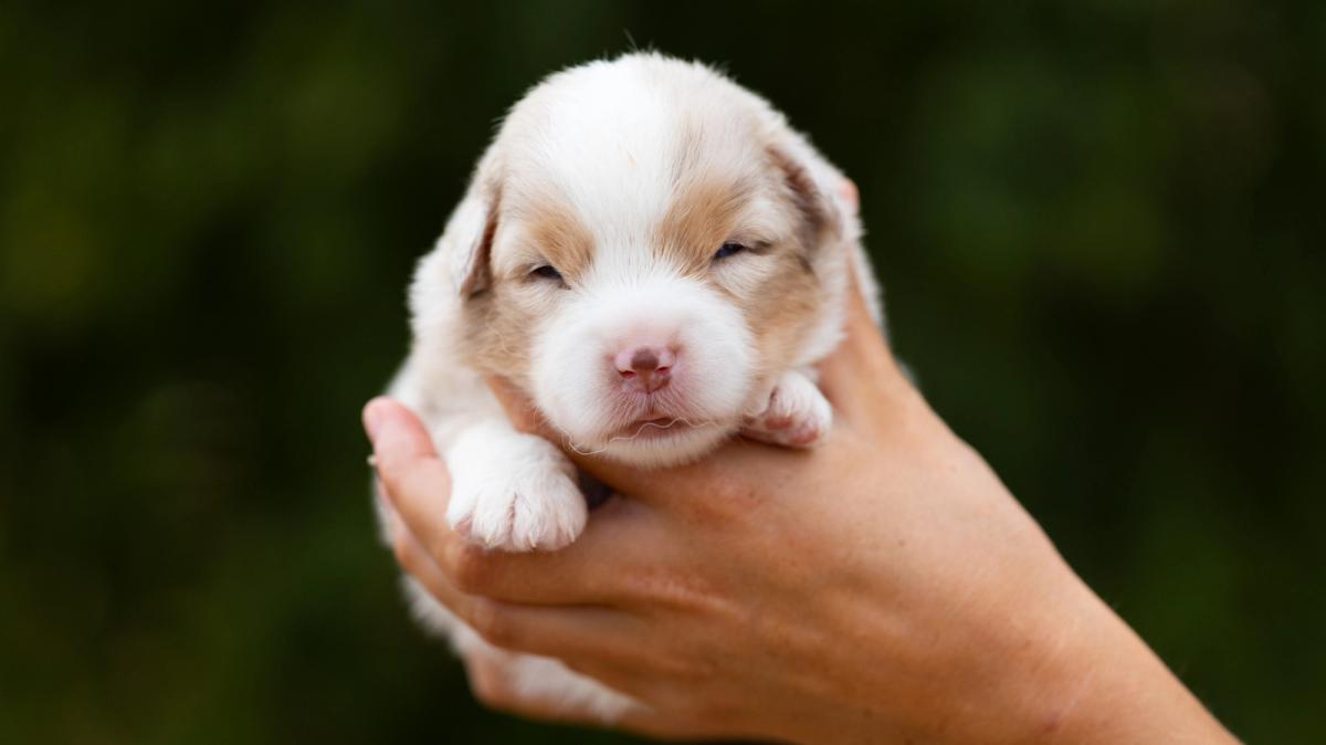 Blue, chiot Berger Américain Miniature mâle miniature au pelage rouge merle