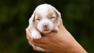 Blue, chiot Berger Américain Miniature mâle miniature au pelage rouge merle