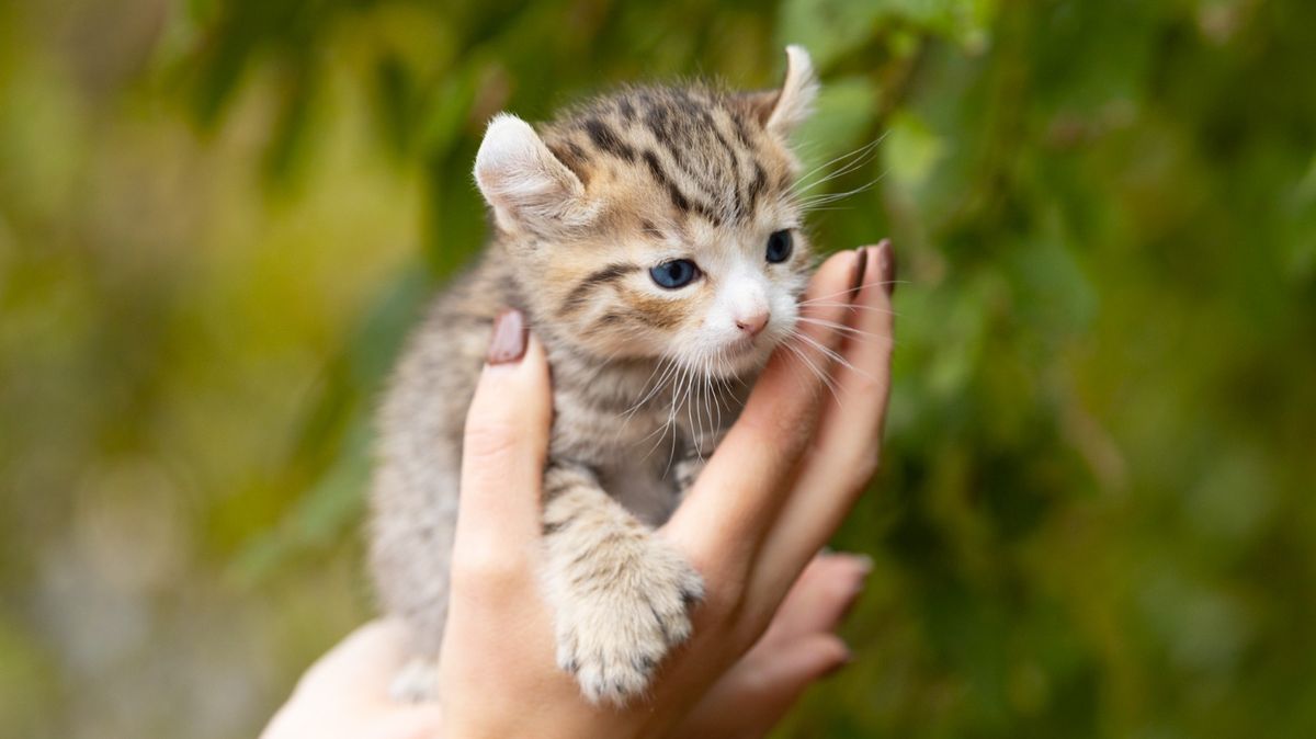 Lucky, chaton Highland Lynx mâle au pelage brown spotted tabby - yeux bleus - poly - queue courte