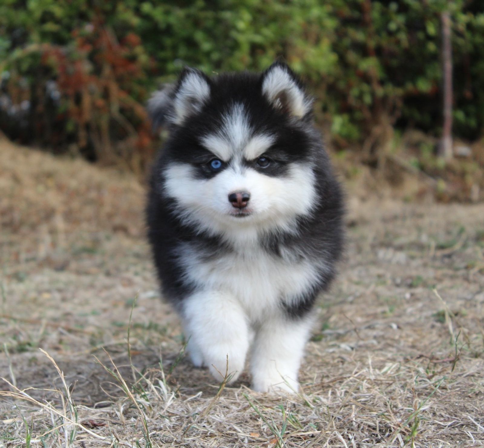 Belle, chiot Pomsky femelle au pelage noir et blanc