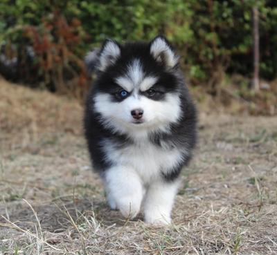 Belle, chiot Pomsky femelle au pelage noir et blanc