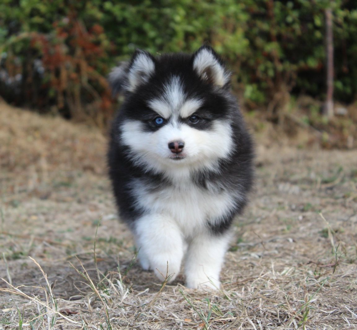Belle, chiot Pomsky femelle au pelage noir et blanc