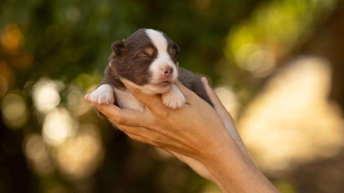 Billie, chiot femelle miniature au pelage rouge tricolore