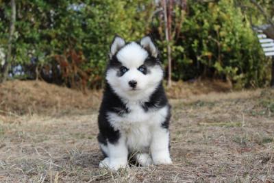 BRUNO, chiot Pomsky mâle au pelage noir et blanc