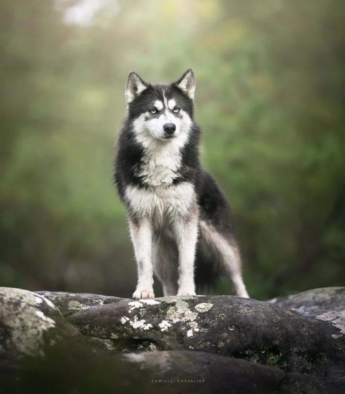 Chief, a male Pomsky at the Royaume des Galopins kennel