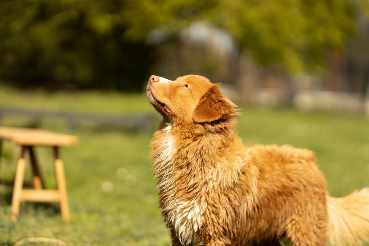 Sunny, Retriever De la Nouvelle Ecosse mâle reproducteur