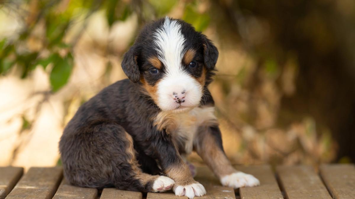 Teddy, chiot Bernedoodle mâle medium au pelage bleu merle