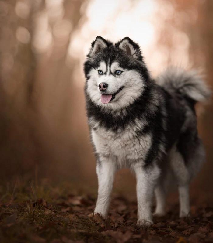 Gala, a female Pomsky at the Royaume des Galopins kennel