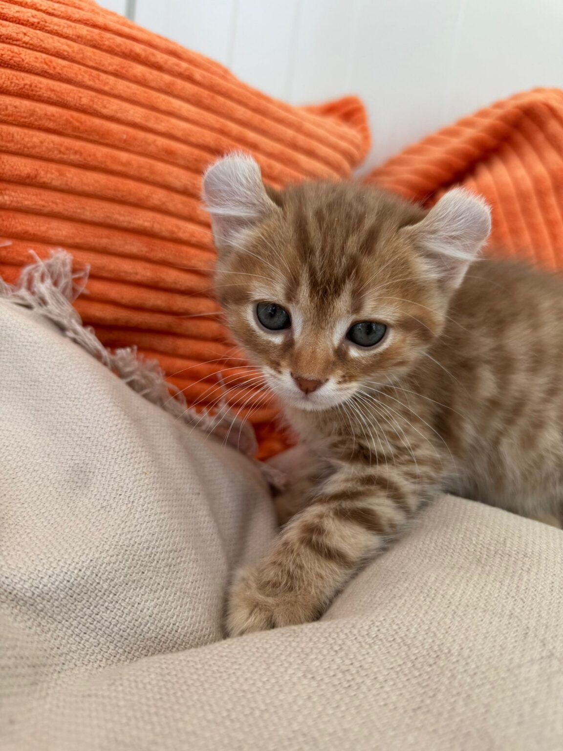 Bounty, mâle Highland Lynx - 2 Mutations : Poly, oreille curl