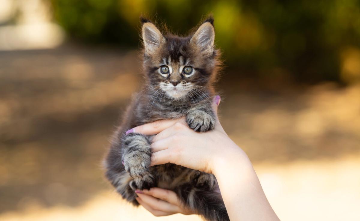 Billy, chaton Maine Coon femelle au pelage brown