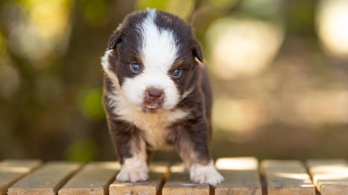 Bear, chiot Berger Américain Miniature mâle miniature au pelage rouge tricolore