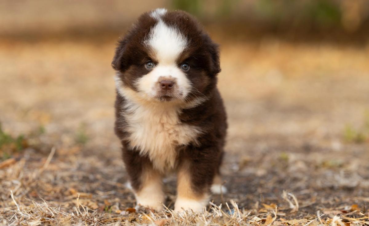Bear, chiot Berger Américain Miniature mâle miniature au pelage rouge tricolore