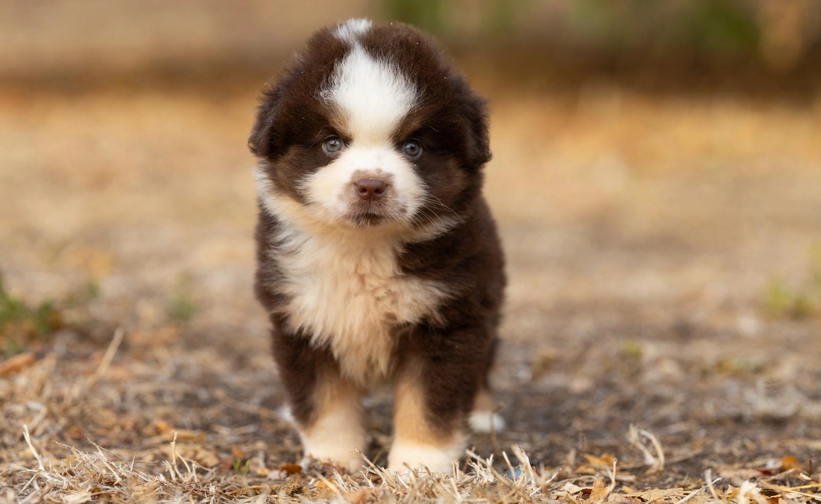 Bear, chiot Berger Américain Miniature mâle miniature au pelage rouge tricolore