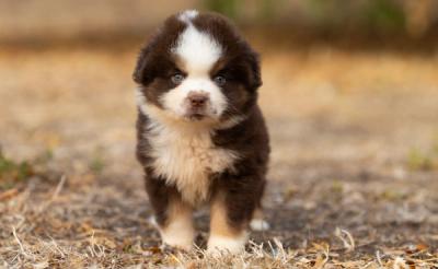 Bear, chiot Berger Américain Miniature mâle miniature au pelage rouge tricolore