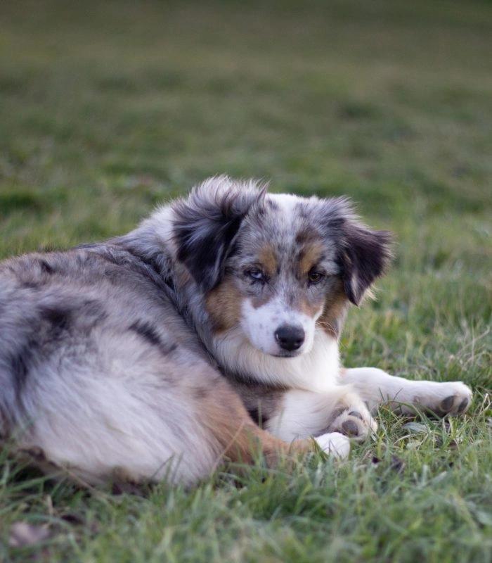 Tesla, a female Toy Australian Shepherd at the Royaume des Galopins kennel