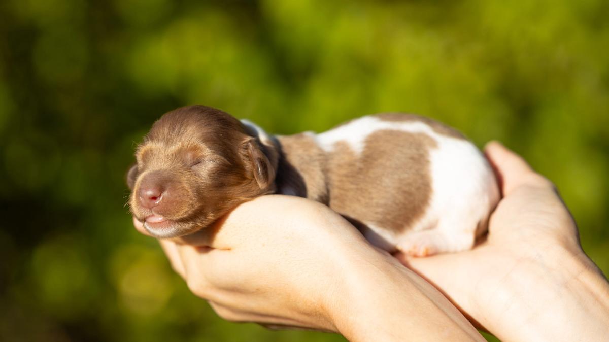 Byron, chiot mâle miniature au pelage pieblald arlequin