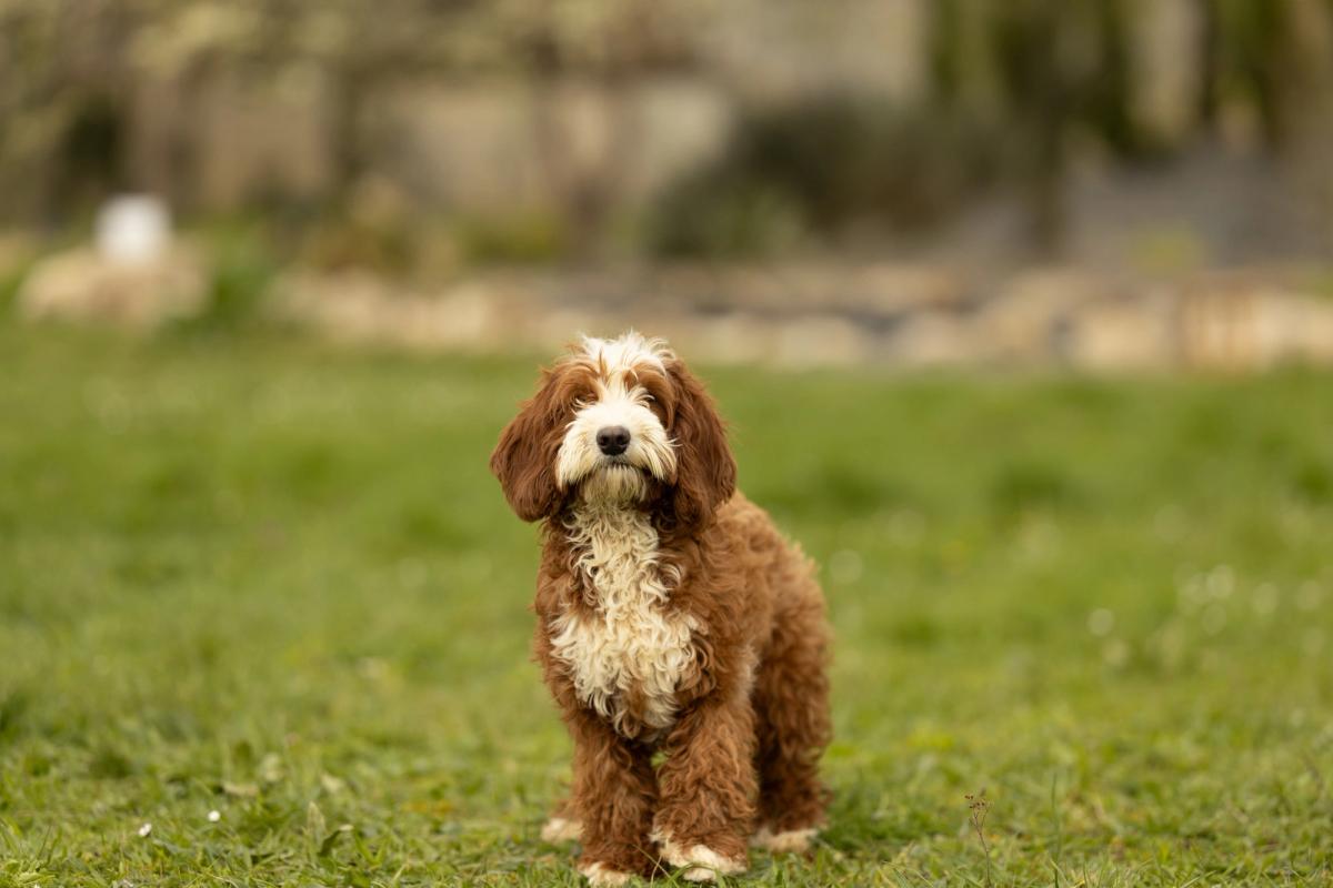 Ivy, Australian Labradoodle femelle à la robe caramel et blanche, debout dans un pré