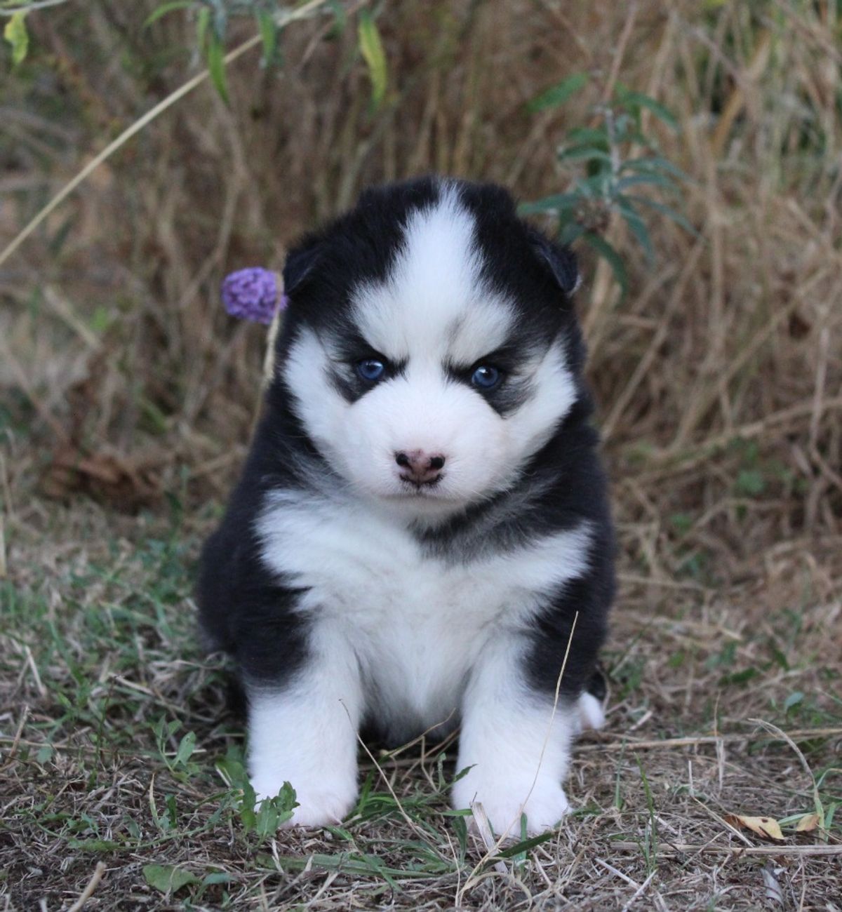 BOBBY, chiot Pomsky mâle au pelage noir et blanc