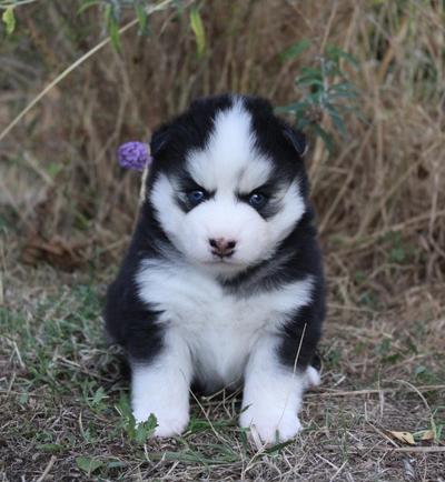 BOBBY, chiot Pomsky mâle au pelage noir et blanc