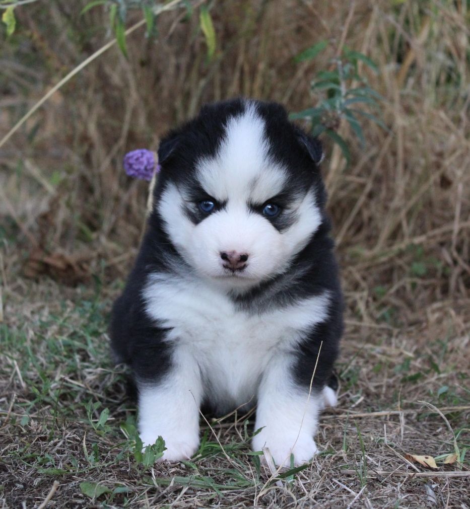 BOBBY, chiot Pomsky mâle au pelage noir et blanc