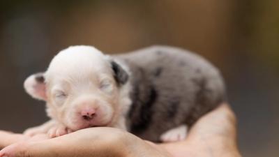 Birdie, chiot mâle miniature au pelage bleu merle