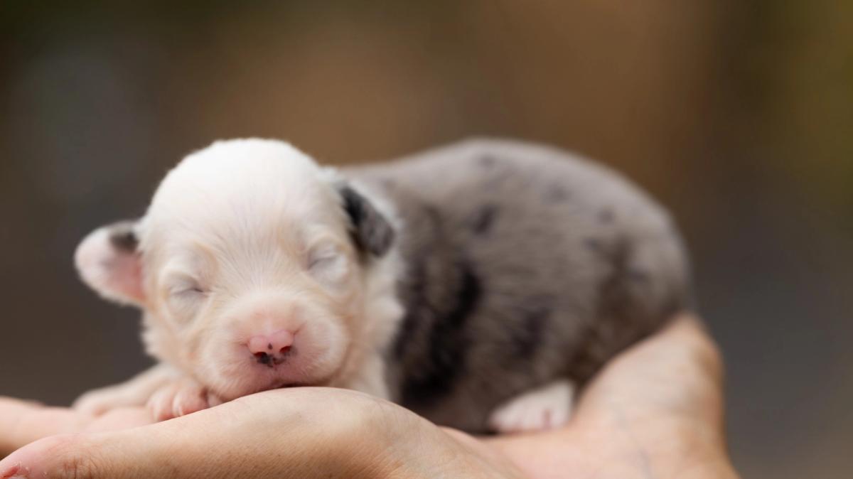 Birdie, chiot mâle miniature au pelage bleu merle