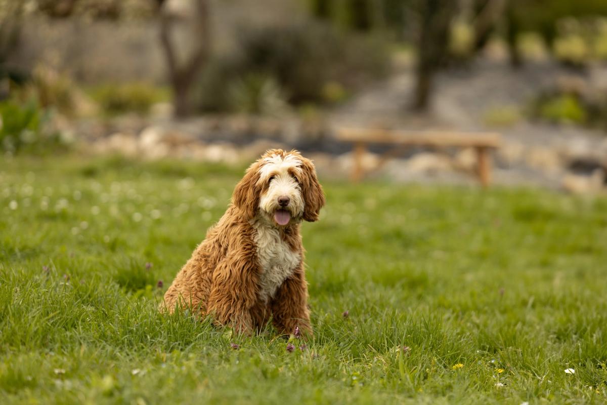 Beyonce, Australian Labradoodle femelle à la robe caramel et blanche, assise dans l'herbe