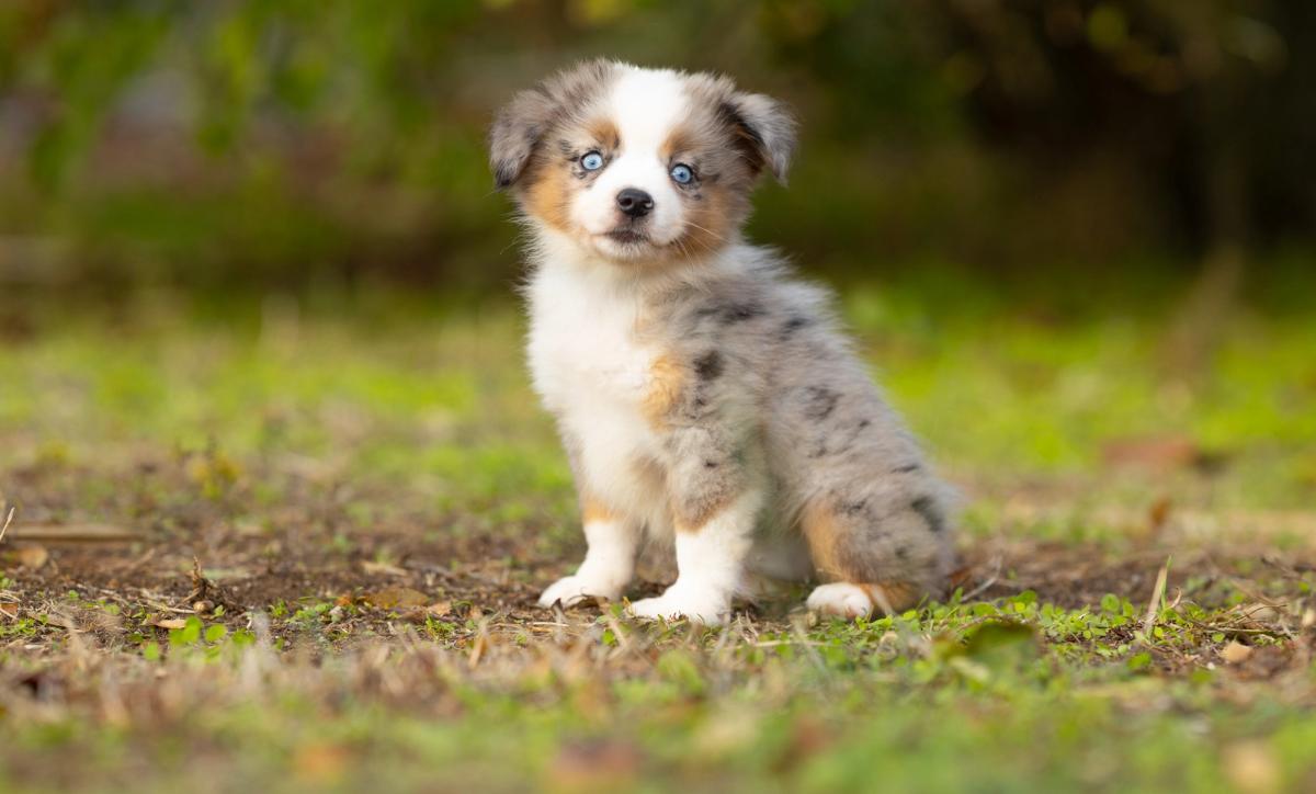 Bella, chiot Berger Américain Miniature femelle toy au pelage bleu merle