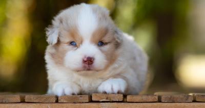 Blue, chiot Berger Américain Miniature mâle miniature au pelage rouge merle