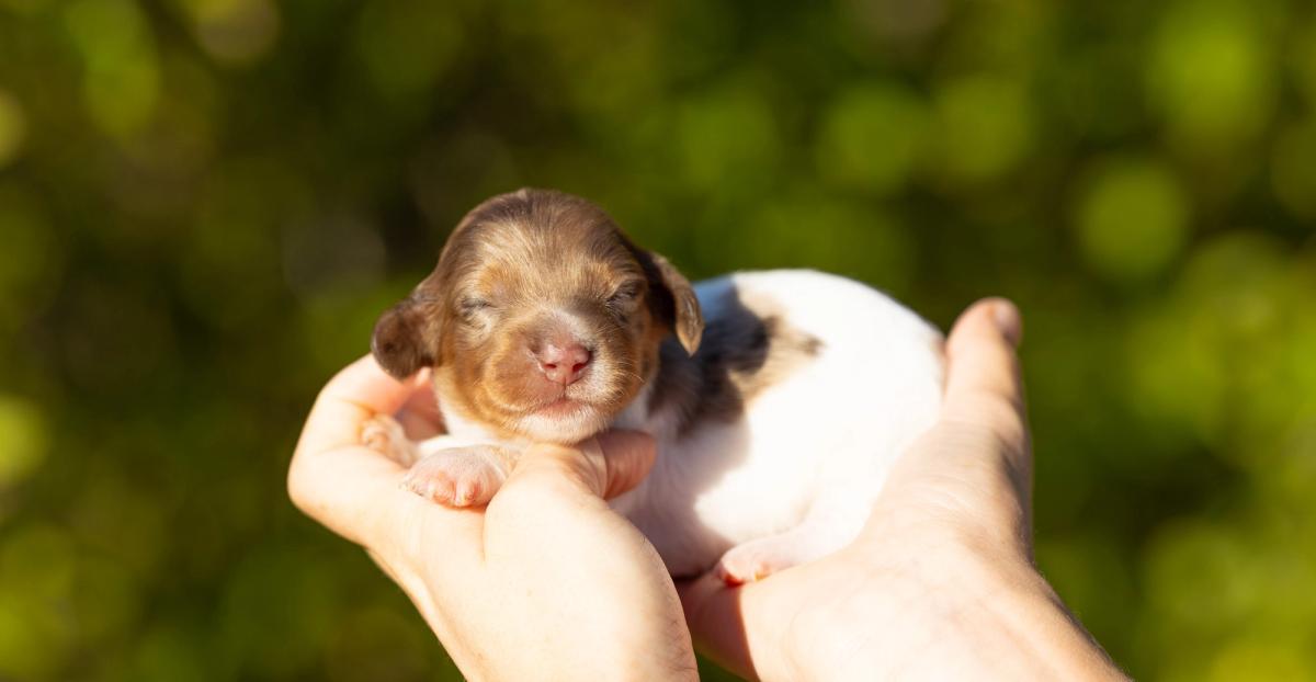 Béryl, chiot femelle miniature au pelage pieblald arlequin
