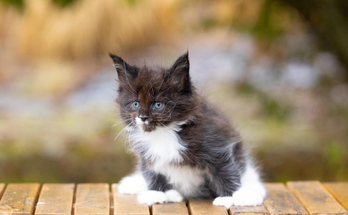 Boo, chaton Maine Coon mâle au pelage noir et blanc - polydactile