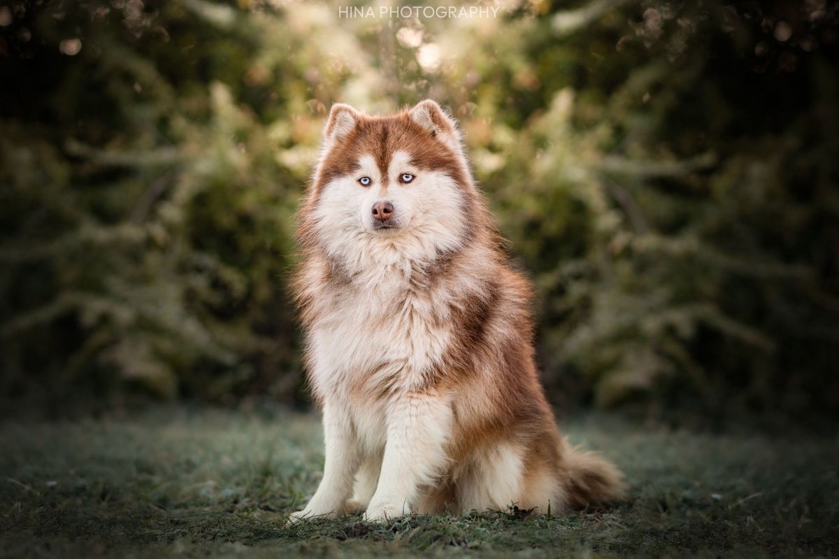 Tex, Pomsky mâle reproducteur