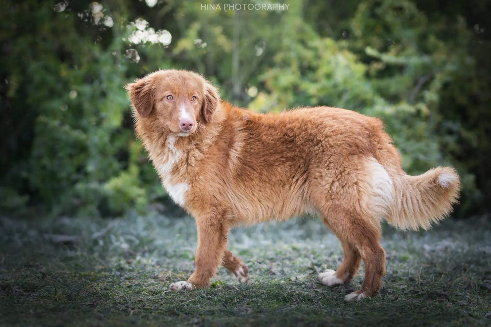 Chiots retriever de la Nouvelle-Écosse en train de jouer dans l'herbe