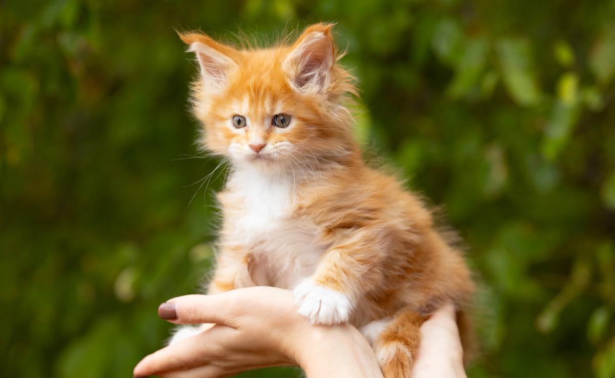 Bacon, chaton Maine Coon mâle au pelage red et blanc