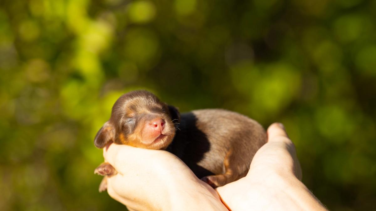 Elva, chiot Teckel femelle kaninchen au pelage chocolat et tan