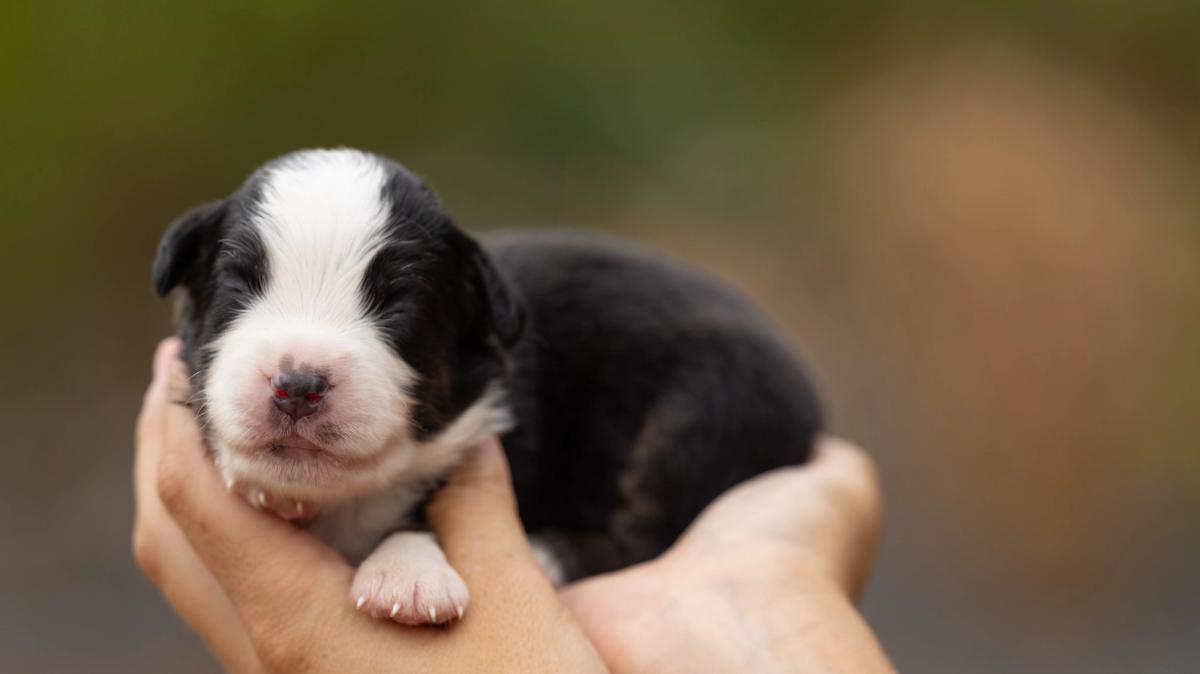 Bohème, chiot mâle miniature au pelage noir tricolore
