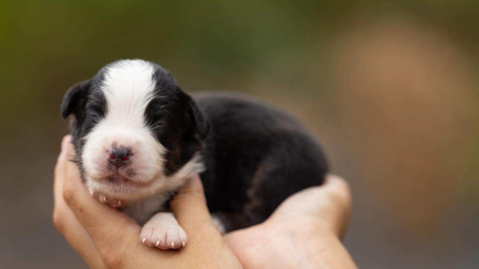 Bohème, chiot mâle miniature au pelage noir tricolore