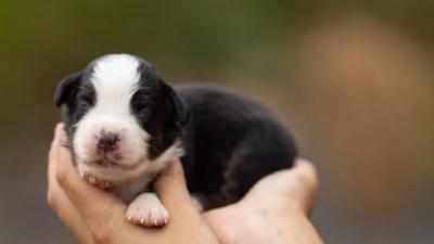 Bohème, chiot mâle miniature au pelage noir tricolore