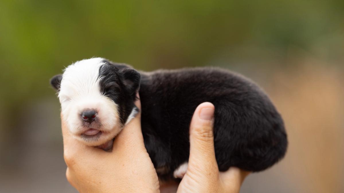 Buck, chiot mâle miniature au pelage noir tricolore