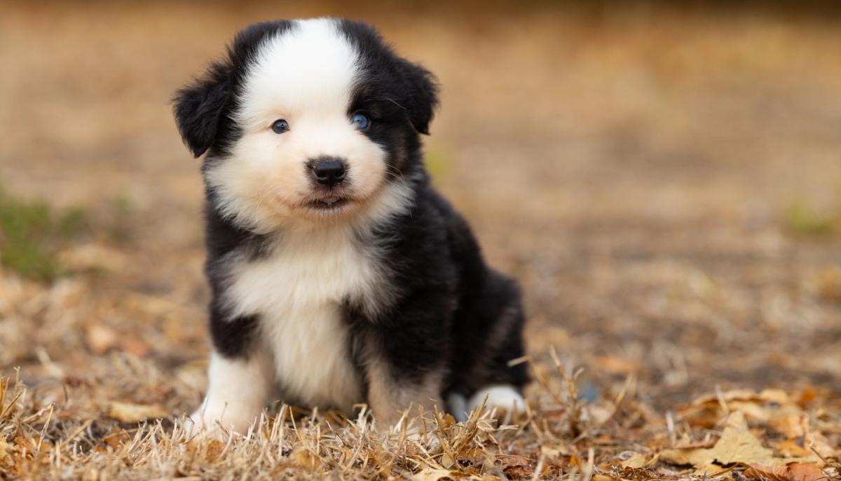 Buck, miniature male Miniature American Shepherd puppy with a black tricolour coat