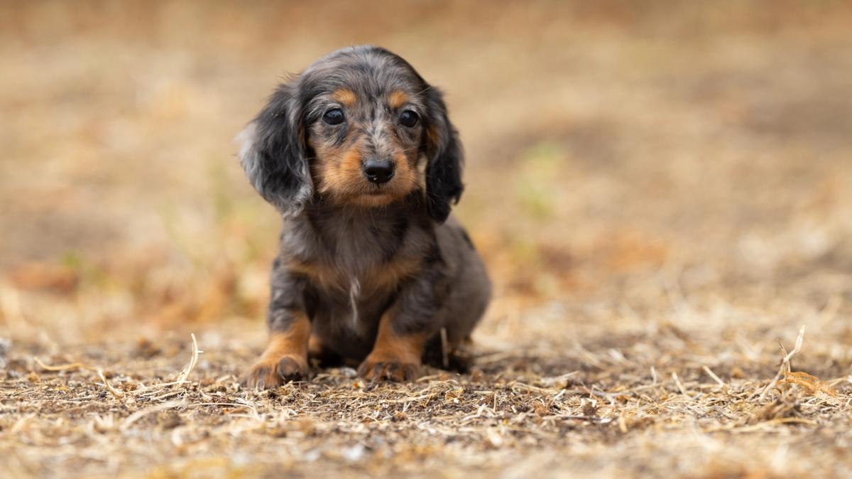 Batcha, chiot Teckel femelle kaninchen au pelage arlequin silver poil long