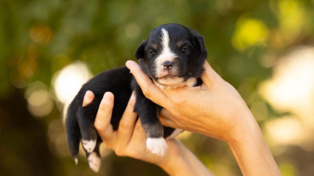 Bentley, chiot mâle miniature au pelage noir tricolore