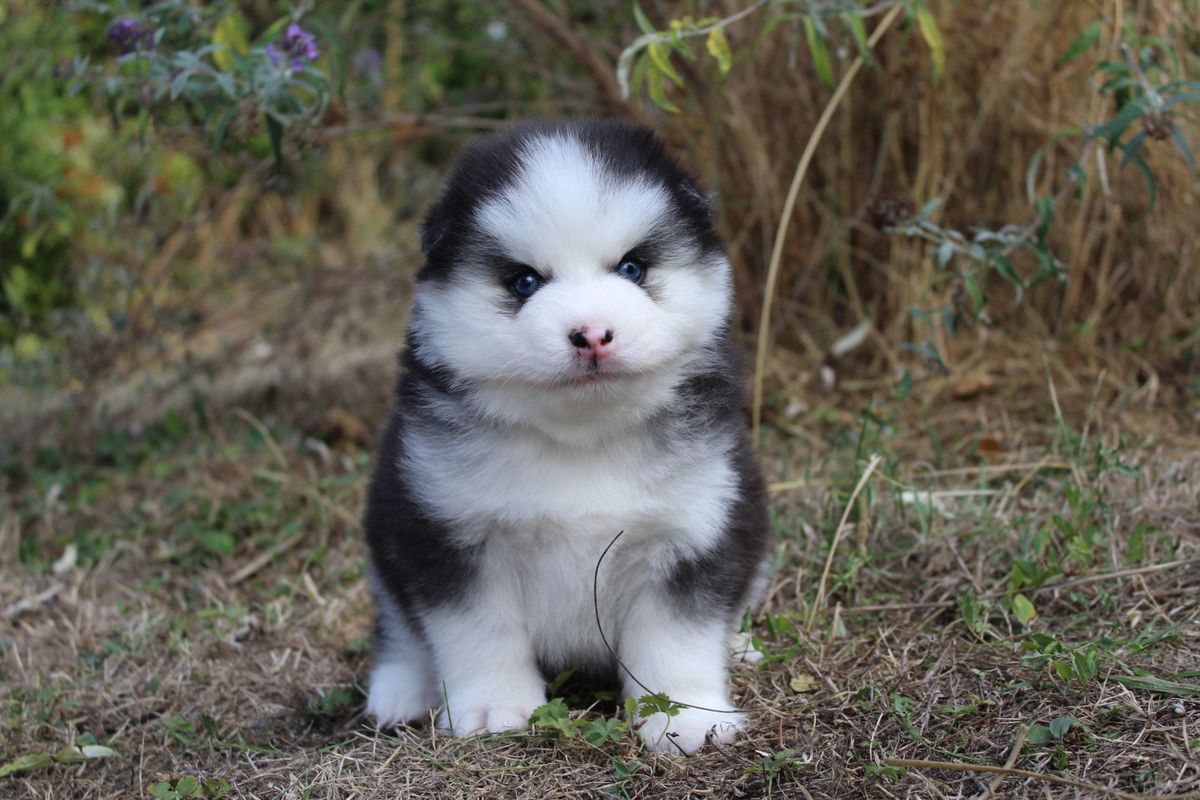 BOLT, chiot Pomsky mâle au pelage noir et blanc