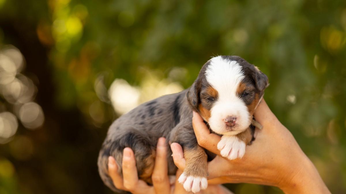 Bernedoodle Medium Bleu Merle