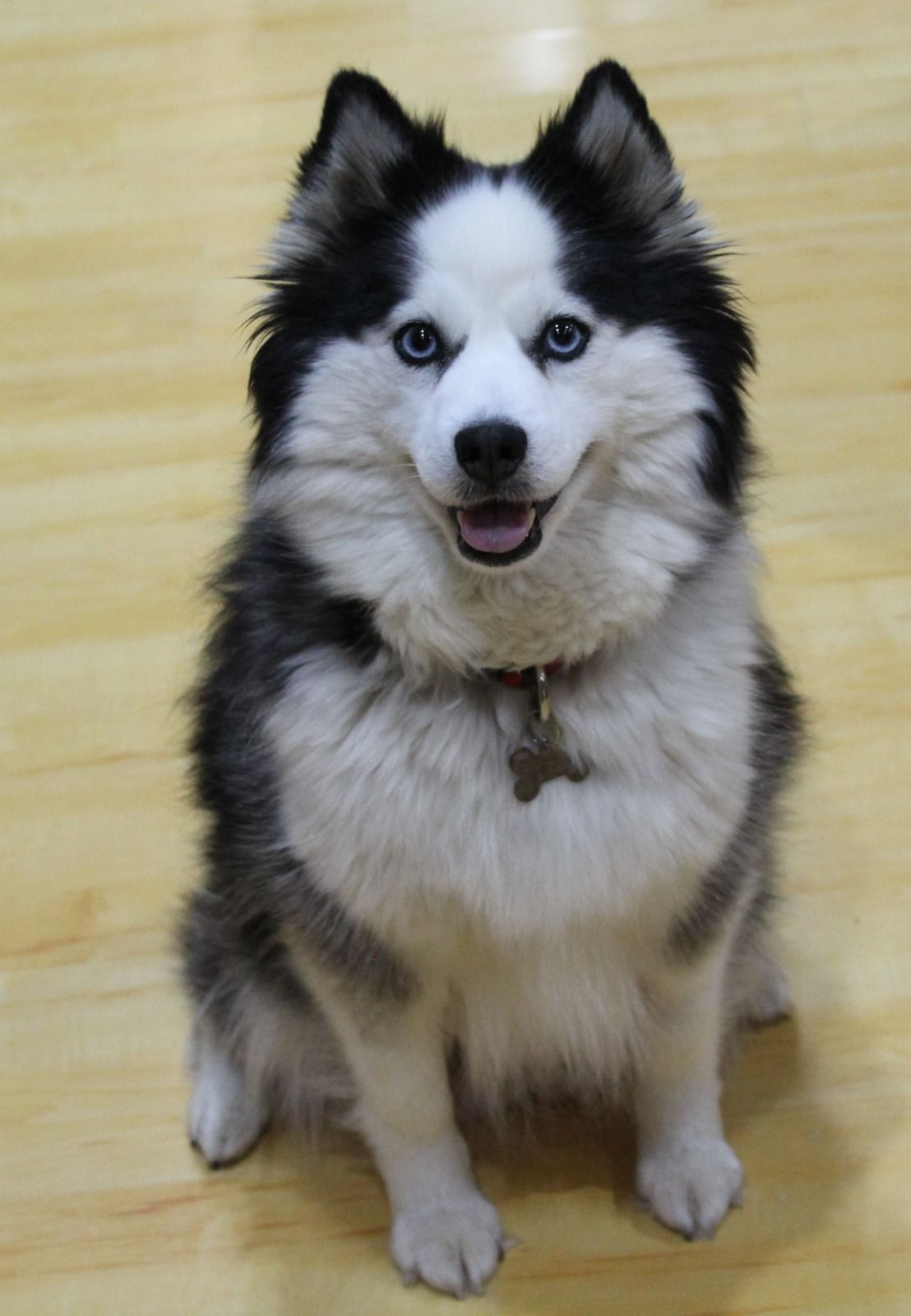 Alaya, Pomsky femelle reproductrice